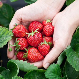 Livraison plante Fraisier Fragaria Elsanta – Lot de 6 – Pot 9 cm