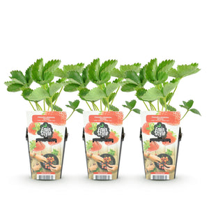 Livraison plante Fraisier Fragaria Elvira – Lot de 3 – Pot 9 cm