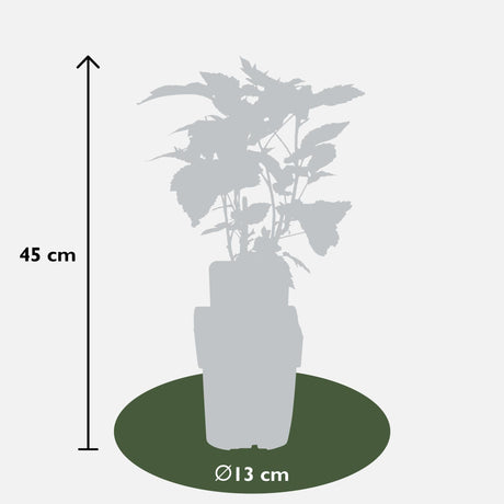 Livraison plante Framboisier