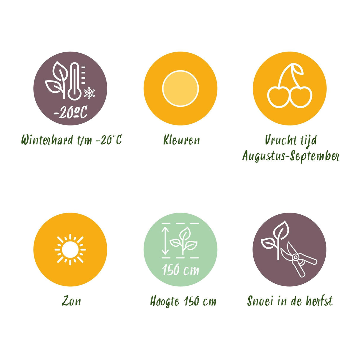 Livraison plante Framboisier Fallgold – Lot de 3 – Pot 9 cm