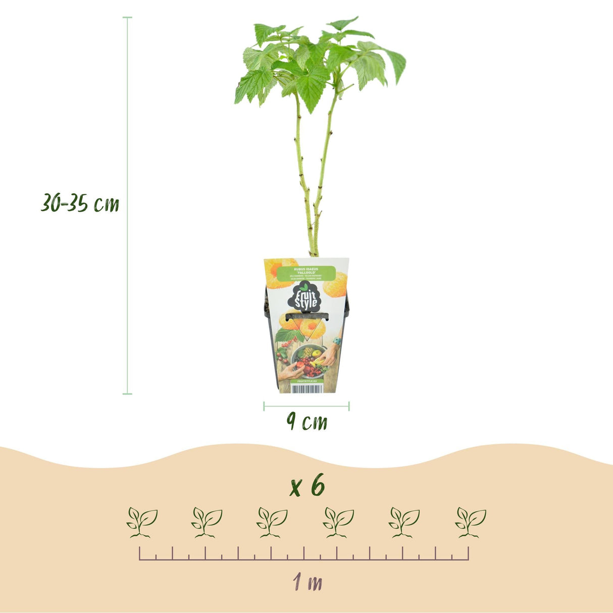 Livraison plante Framboisier Fallgold – Lot de 6 – Pot 9 cm