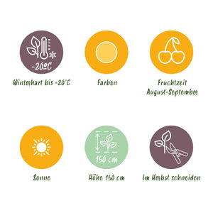 Livraison plante Framboisier Fallgold – Lot de 6 – Pot 9 cm