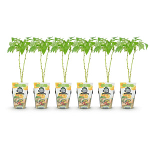 Livraison plante Framboisier Fallgold – Lot de 6 – Pot 9 cm