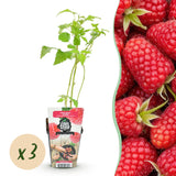 Livraison plante Framboisier Heritage – Lot de 3 – Pot 9 cm
