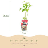 Livraison plante Framboisier Heritage – Lot de 3 – Pot 9 cm