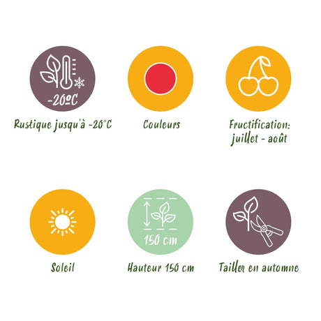 Livraison plante Framboisier japonais – Lot de 6 – Pot 9 cm