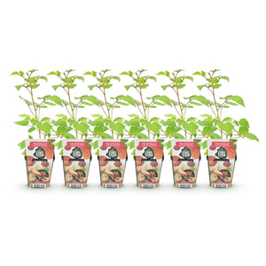 Livraison plante Framboisier japonais – Lot de 6 – Pot 9 cm