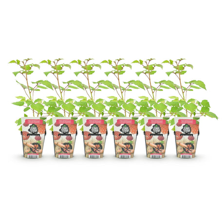 Livraison plante Framboisier japonais – Lot de 6 – Pot 9 cm
