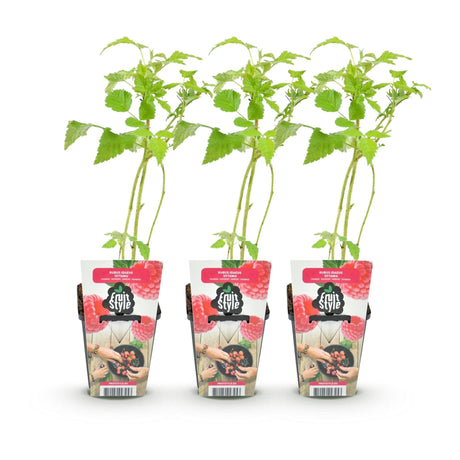Livraison plante Framboisier Ottawa – Lot de 3 – Pot 9 cm