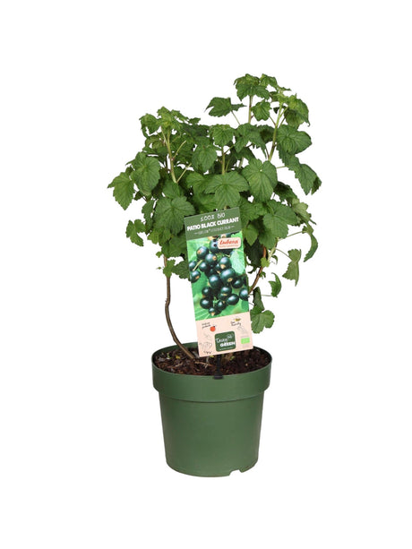 Livraison plante Framboisier Rubus Low.® 'Little Sweet Sister'® Bio