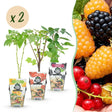 Livraison plante Fruitier tricolore – Lot de 6 – Pot 9 cm