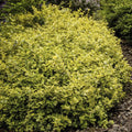 Kriechspindel (Euonymus Fortunei) 'Emerald 'n Gold'