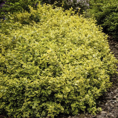 Kriechspindel (Euonymus Fortunei) 'Emerald 'n Gold'