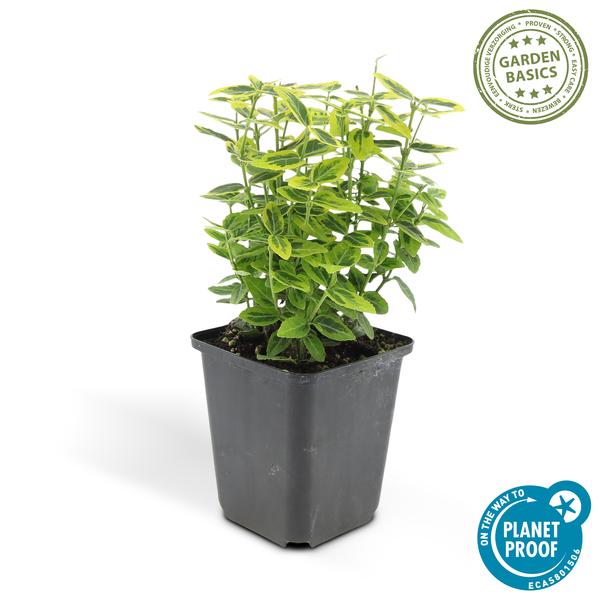 Livraison plante Fusain de Fortune 'Emerald 'n Gold'