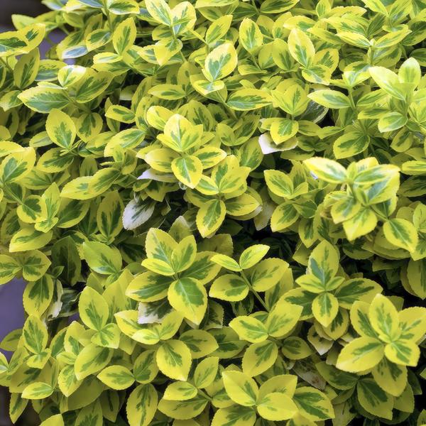 Livraison plante Fusain de Fortune 'Emerald 'n Gold'