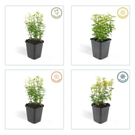 Livraison plante Fusain de Fortune 'Emerald 'n Gold'