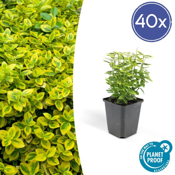 Livraison plante Fusain de Fortune 'Emerald 'n Gold'