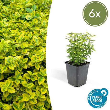 Livraison plante Fusain de Fortune 'Emerald 'n Gold'