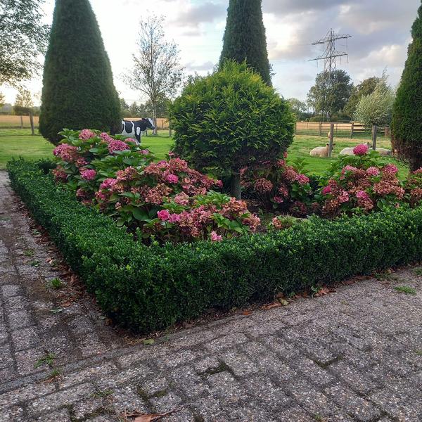 Japanischer Spindelstrauch (Euonymus japonicus) 'Green Spire'