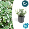 Livraison plante Fusain Emerald Gaité - 12x h20cm d9cm