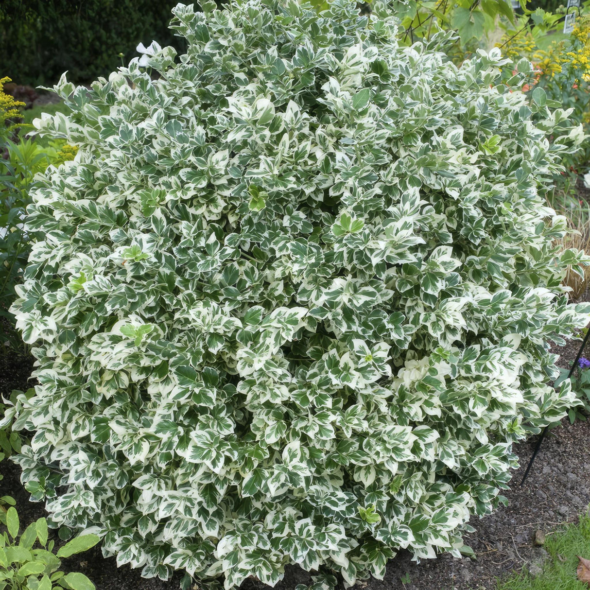 Livraison plante Fusain Emerald Gaité - 40x h20cm d9cm