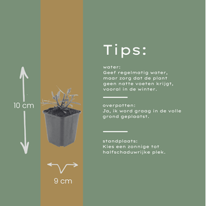 Livraison plante Gaura blanche papillon