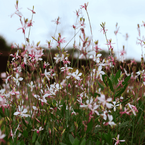 Livraison plante Gaura blanche papillon
