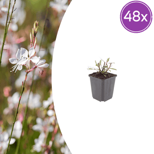 Livraison plante Gaura blanche papillon