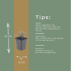 Livraison plante Gaura blanche papillon