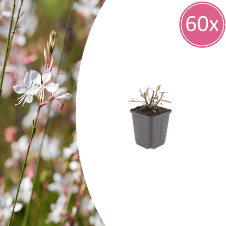 Livraison plante Gaura blanche papillon