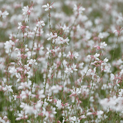 Prächtige Gauklerblume (Gaura lindheimeri) 'Gaura Lindheimeri'