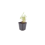 Livraison plante Gaura lindheimeri