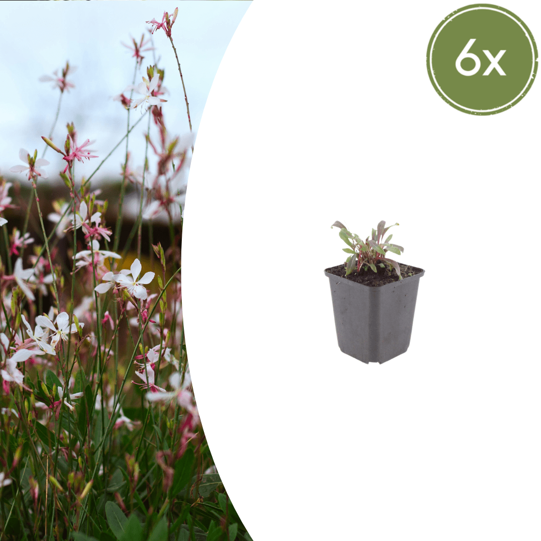 Livraison plante Gaura rose