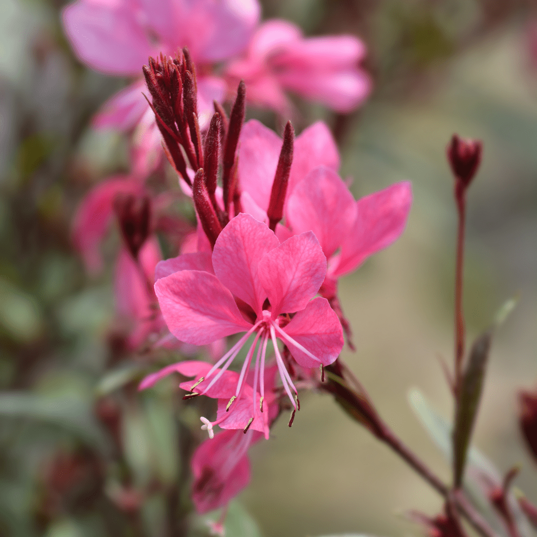 Livraison plante Gaura rose