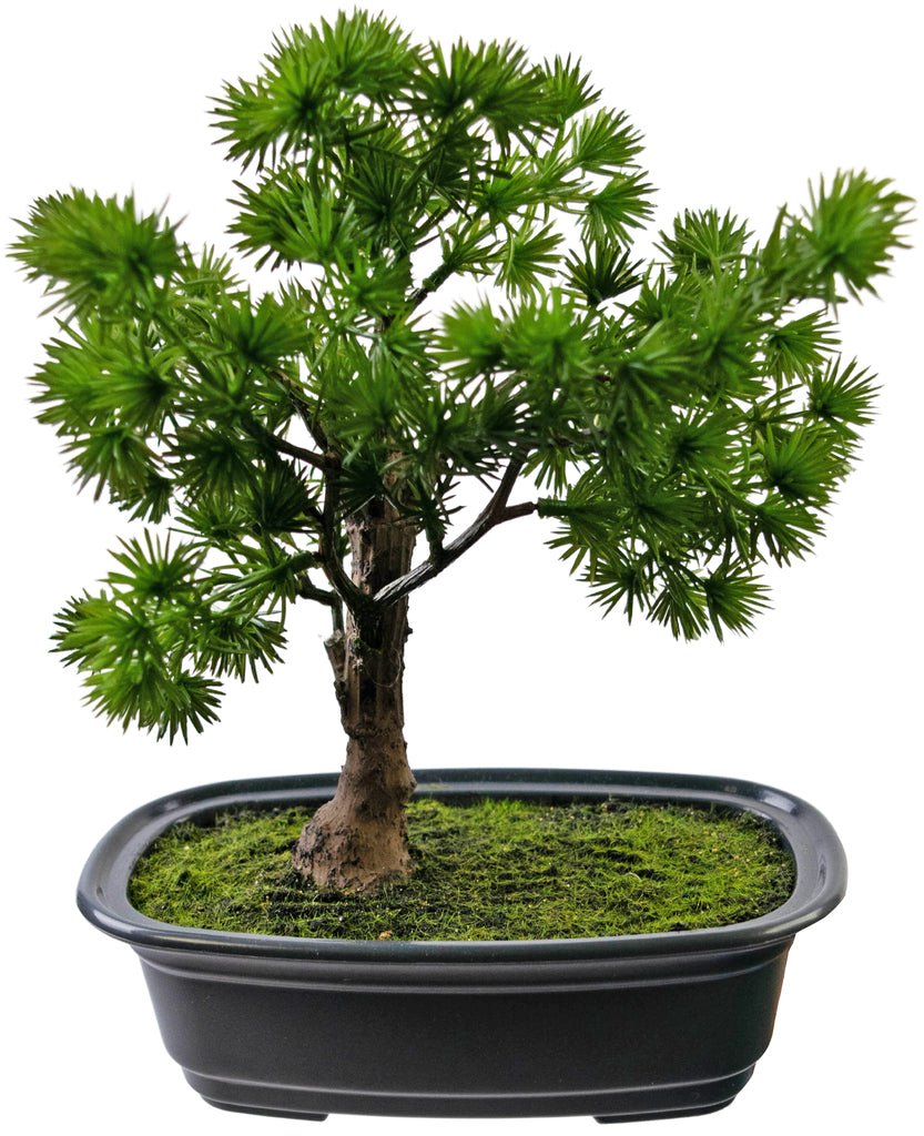 Livraison plante Genévrier - bonsai artificiel