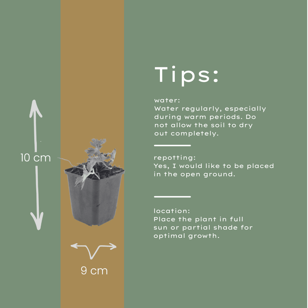 Livraison plante Geranium azur