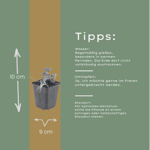 Livraison plante Geranium azur