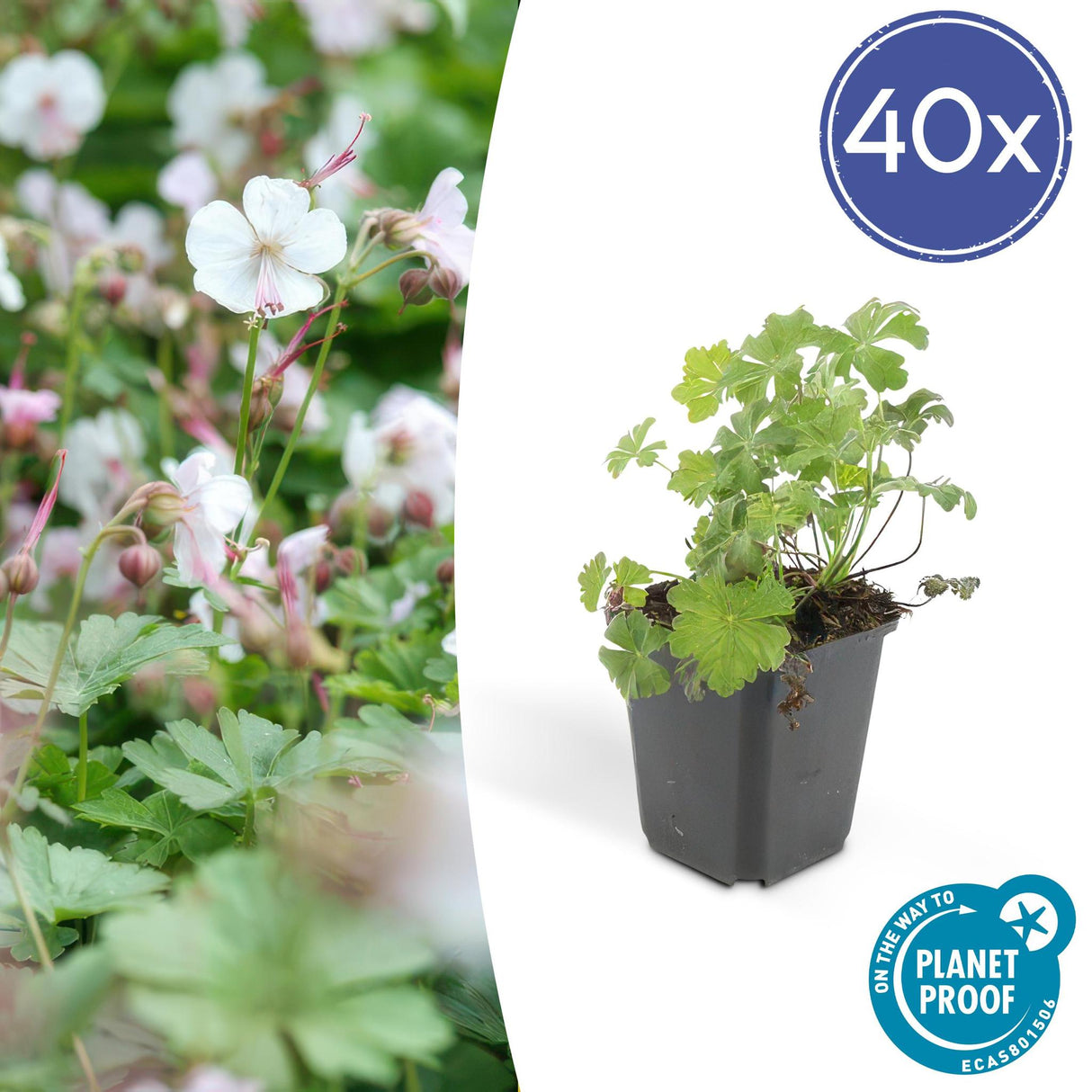 Livraison plante Geranium cantabrigiense Biokovo