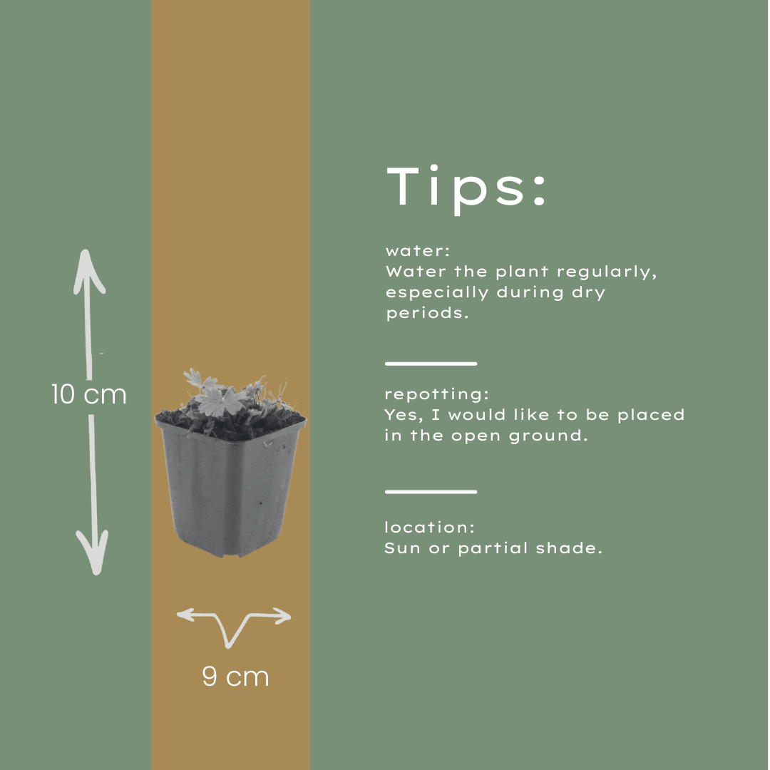 Livraison plante Geranium rose