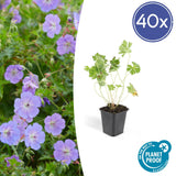 Livraison plante Geranium Rozanne