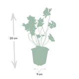Livraison plante Geranium Rozanne X6
