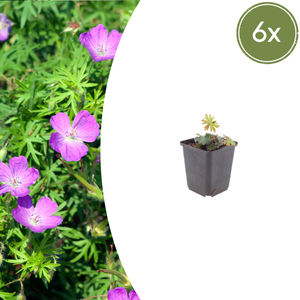 Livraison plante Geranium sanguiné