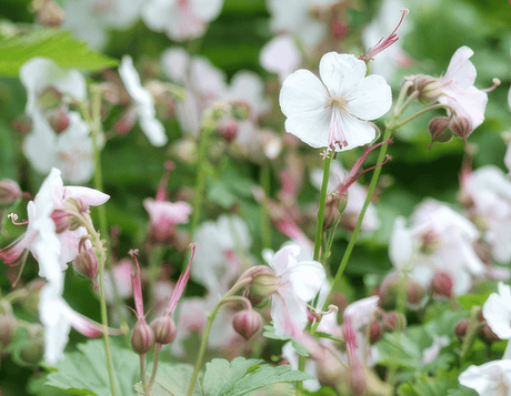 Livraison plante Géranium vivace 'Biokovo'