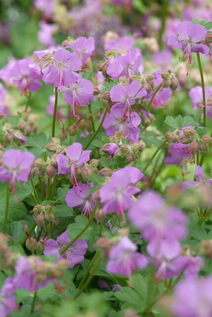 Livraison plante Géranium vivace 'Cambridge'