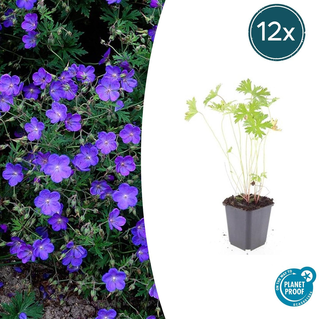 Livraison plante Géranium vivace 'Johnson's Blue'