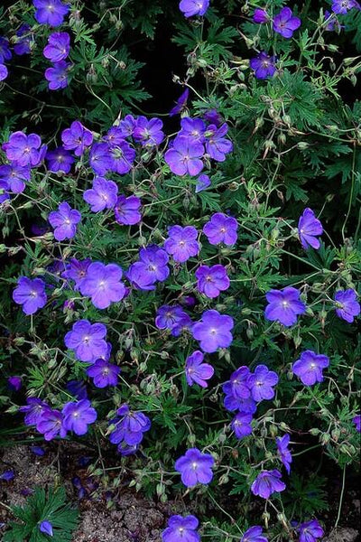Géranium Vivace (Geranium) 'Johnson's Blue'