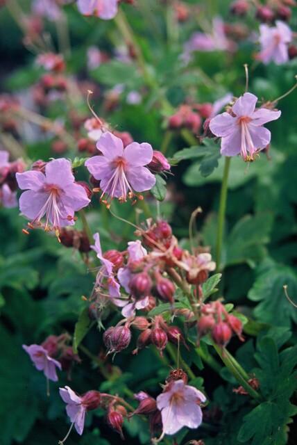 Livraison plante Géranium vivace macrorrhizum