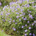 [NL: Géranium Vivace (Geranium) 'Rozanne']