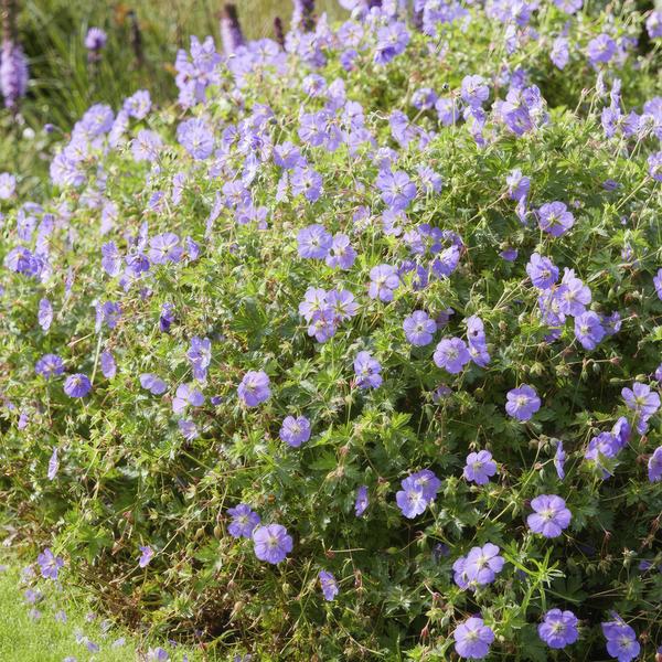 Garten-Storchschnabel (Geranium) 'Rozanne'