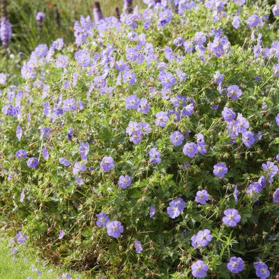 [NL: Géranium Vivace (Geranium) 'Rozanne']